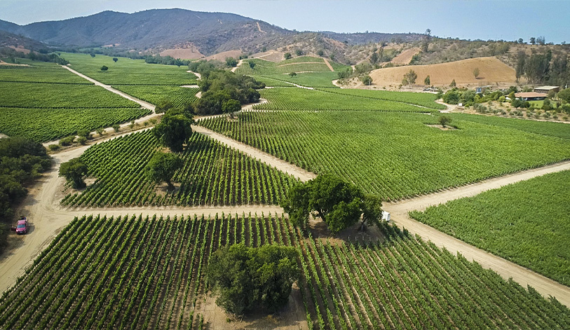 LIGUA_CASABLANCA_FOTO3