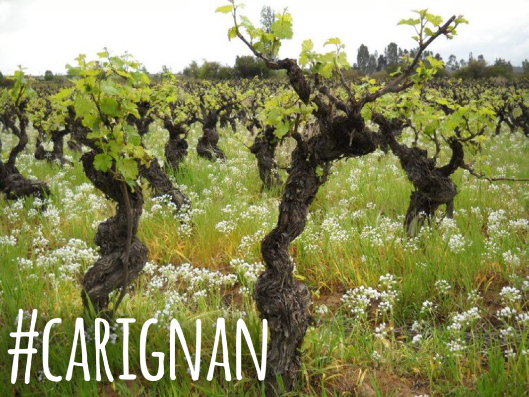 carignan-antiguo