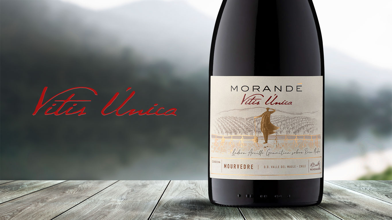 vitis_unica_MOURVEDRE
