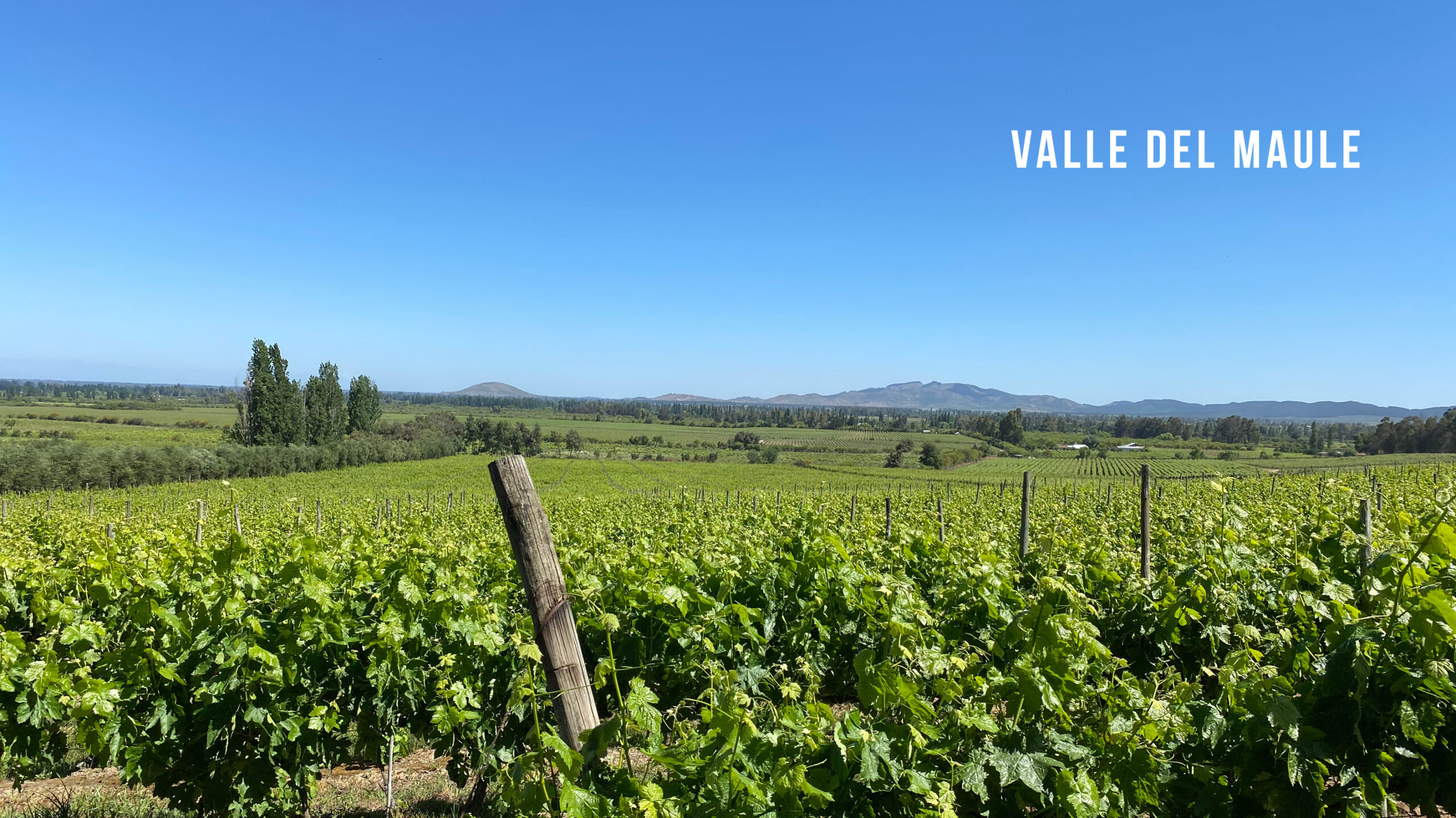 VALLE DEL MAULE: DIVERSIDAD NATURAL Y EXPRESIÓN DE TERROIR