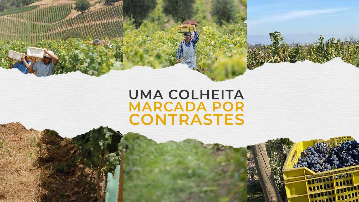 Vindima 2025 | Uma safra marcada por contrastes