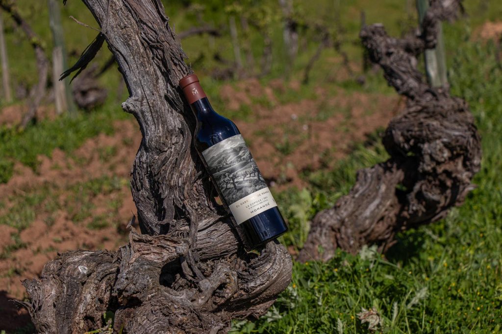 Bottle of El Cabernet de Ránquil standing on a vine