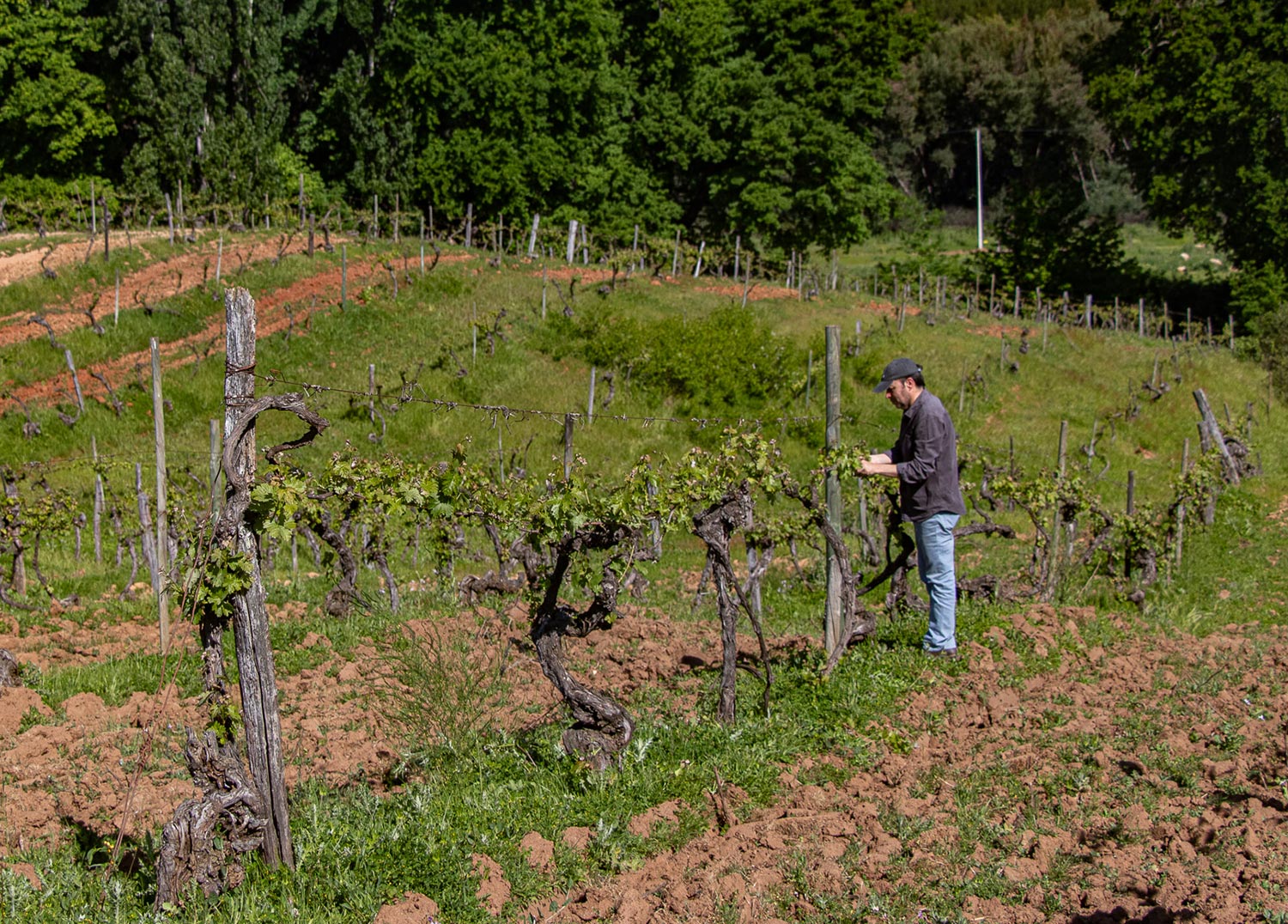 El Cabernet de Ránquil vines.