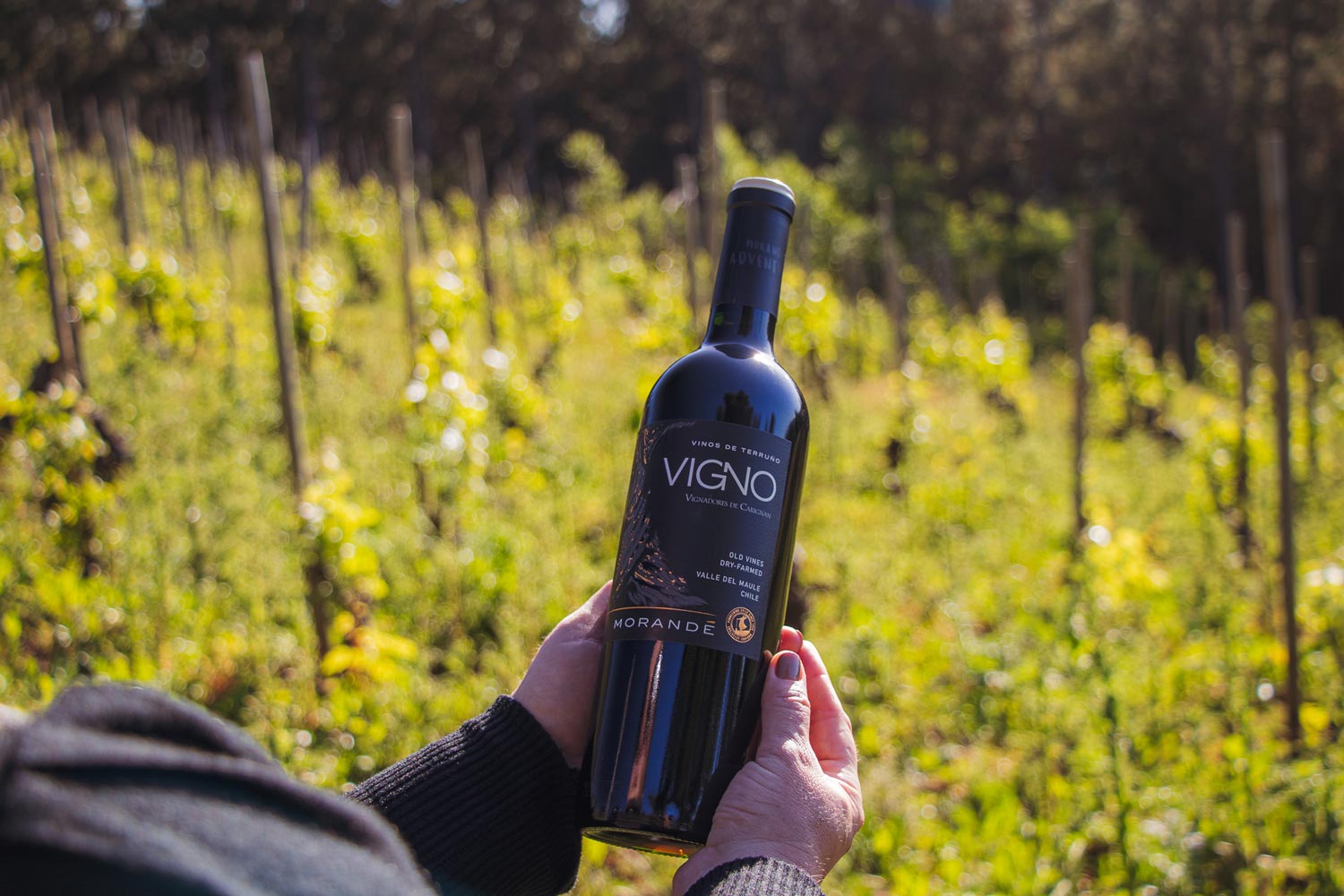 bottle morandé vigno